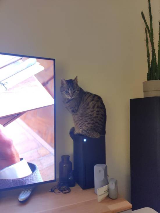 猫总坐在主机散热孔怎么办?传奇爱猫人加装尖刺!